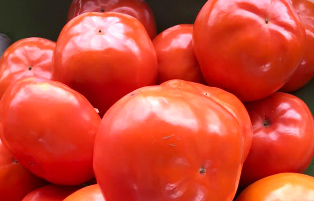 種無しの甘柿「陽豊柿」