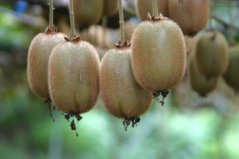 国産キウイ30個(贈答用)