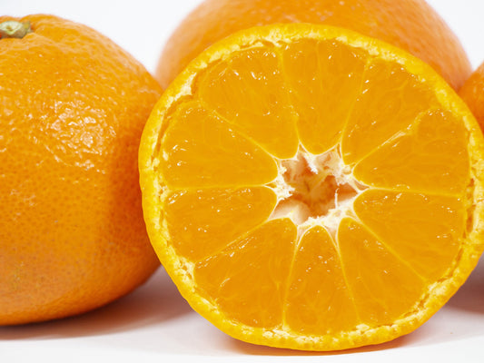 やまがの一押し有田みかん