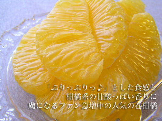 さつき八朔(ハッサク)