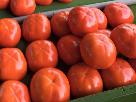 種無しの甘柿「陽豊柿」