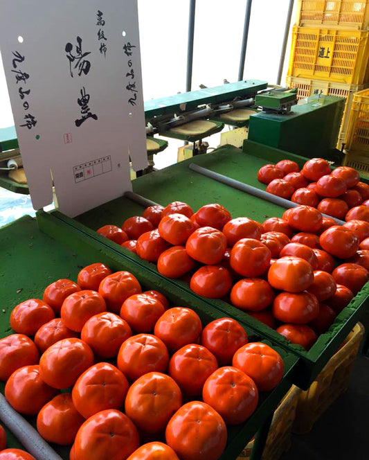 種無しの甘柿「陽豊柿」