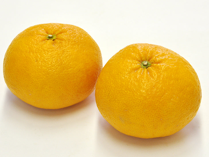 甘夏（夏みかん）【送料無料】