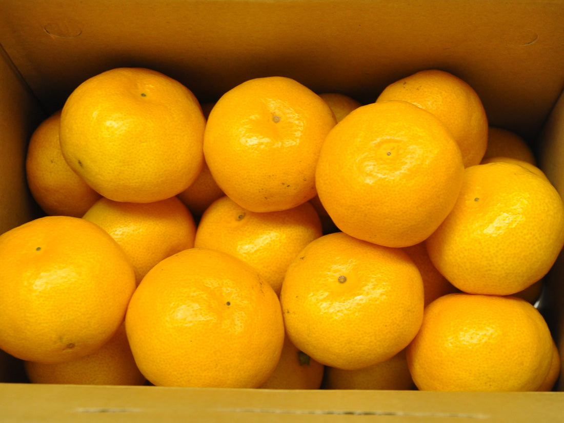 やまがの一押し有田みかん【送料無料】