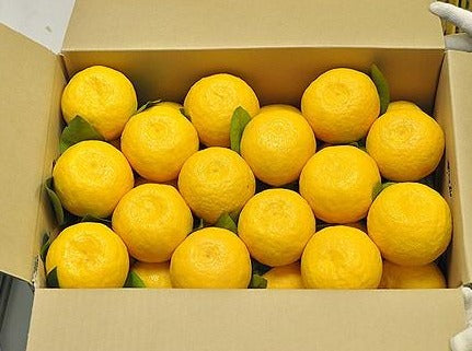 三宝柑【秀品】【送料無料】